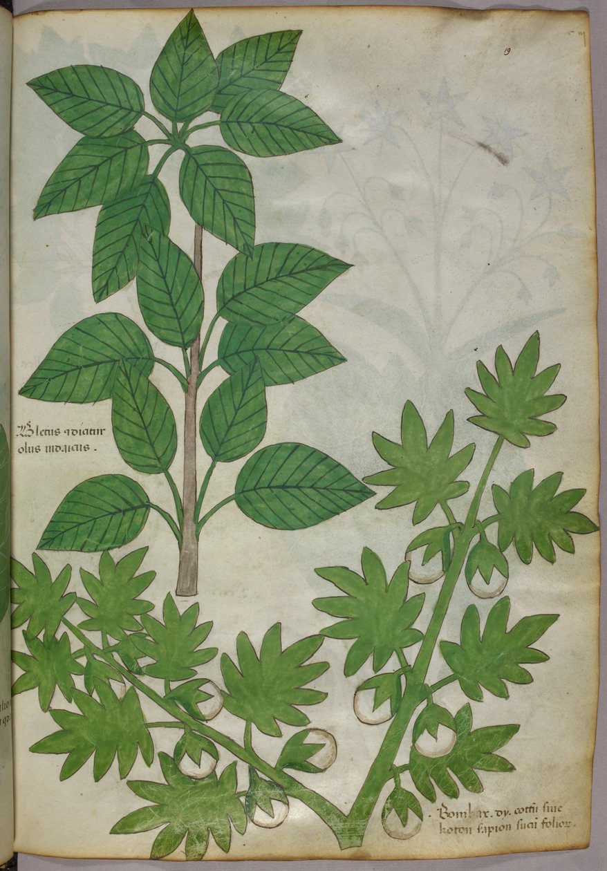 Illustrazione botanica di piante, 1440 circa (inchiostro e colore su pergamena) da Italian School