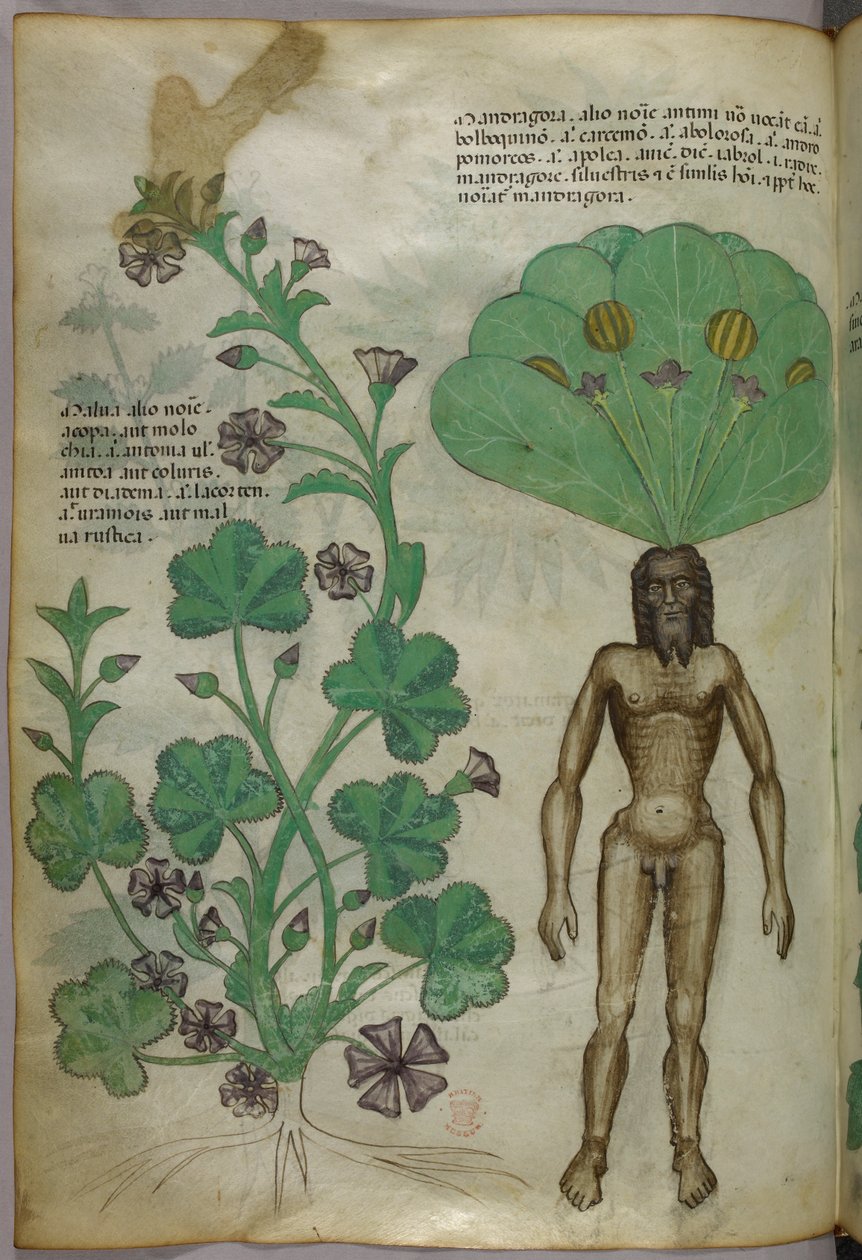 Illustrazione botanica di piante, tra cui una pianta di mandragola con un corpo maschile nudo come radice, 1440 circa (inchiostro e colore su pergamena) da Italian School
