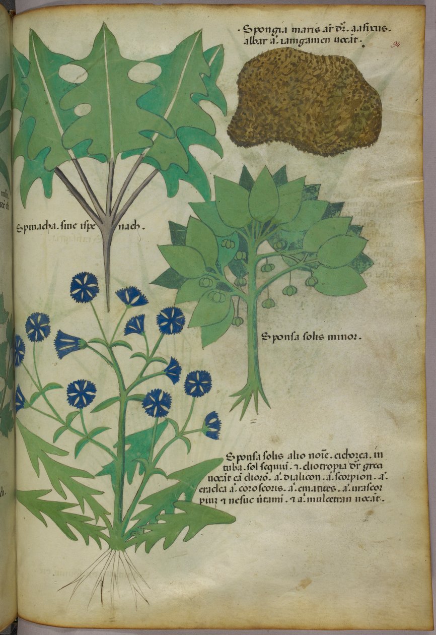 Illustrazione botanica di piante, tra cui una spugna, 1440 circa (inchiostro e colore su pergamena) da Italian School