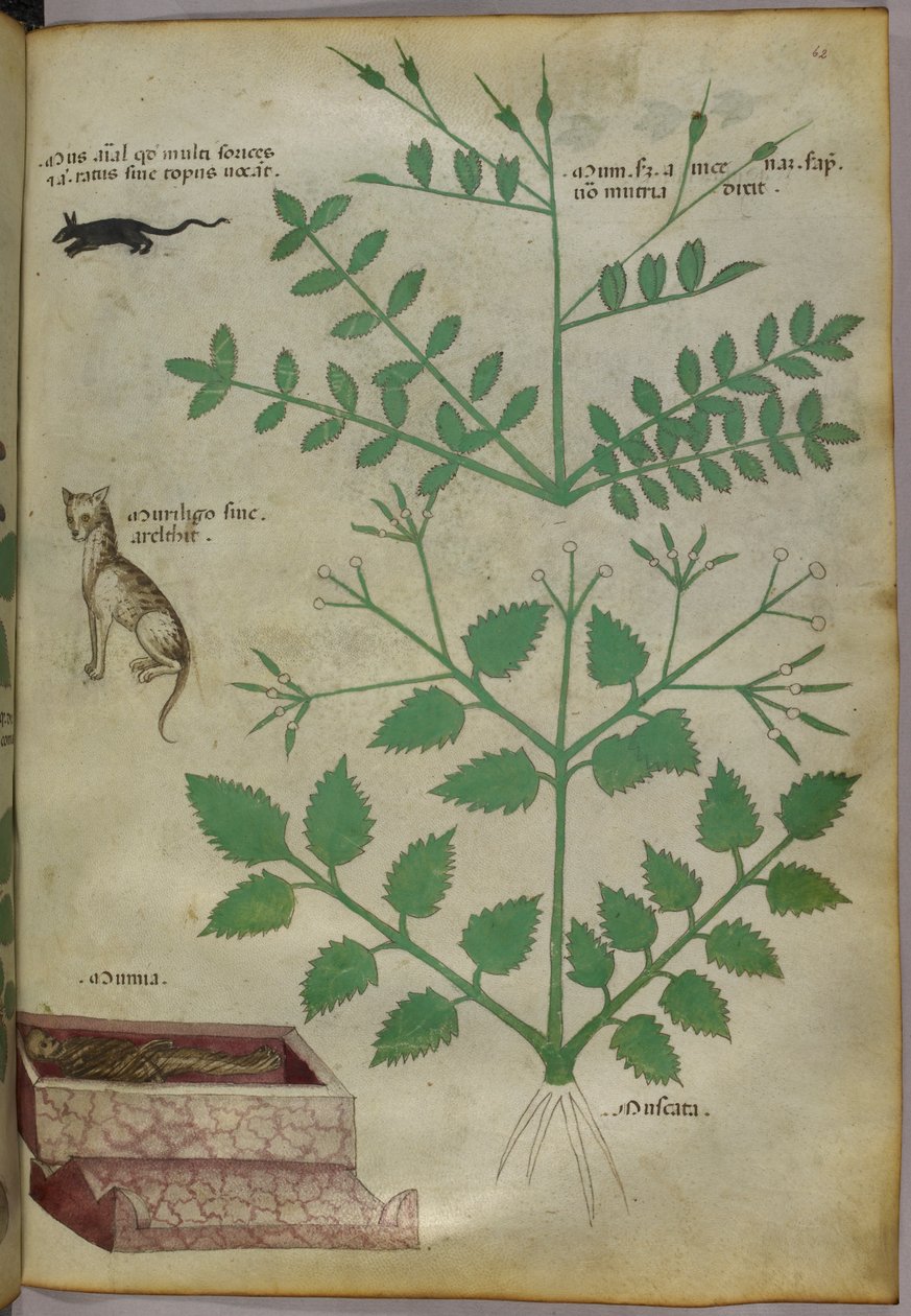 Illustrazione botanica di piante con un leopardo, un topo e un cadavere, 1440 circa (inchiostro e colore su pergamena) da Italian School