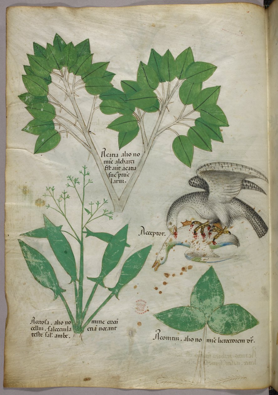 Illustrazione botanica con raffigurazione di un uccello che uccide un suo simile, 1440 circa (inchiostro e colore su pergamena) da Italian School