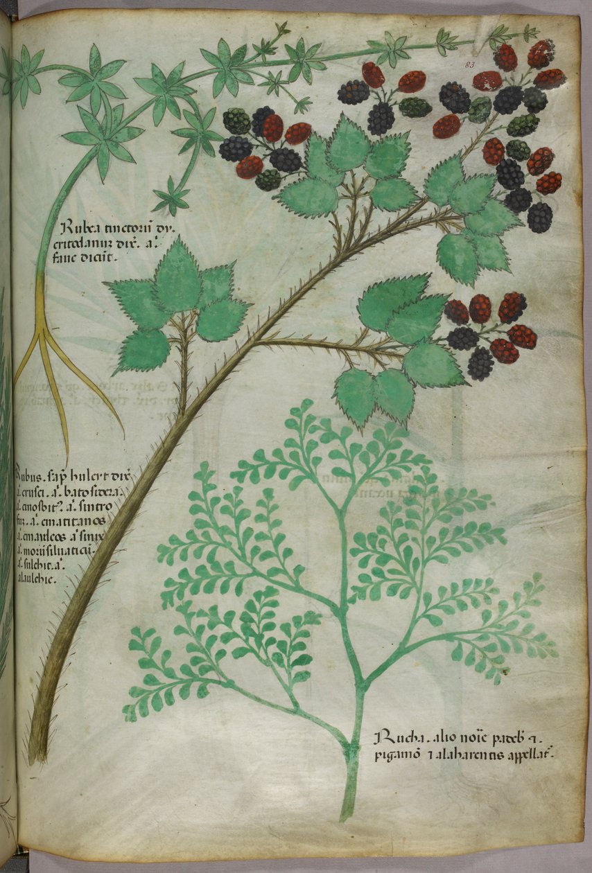 Illustrazioni botaniche di robbia [rubea]; mora [rubus]; ruta [ruta], 1440 circa (inchiostro e colore su pergamena) da Italian School