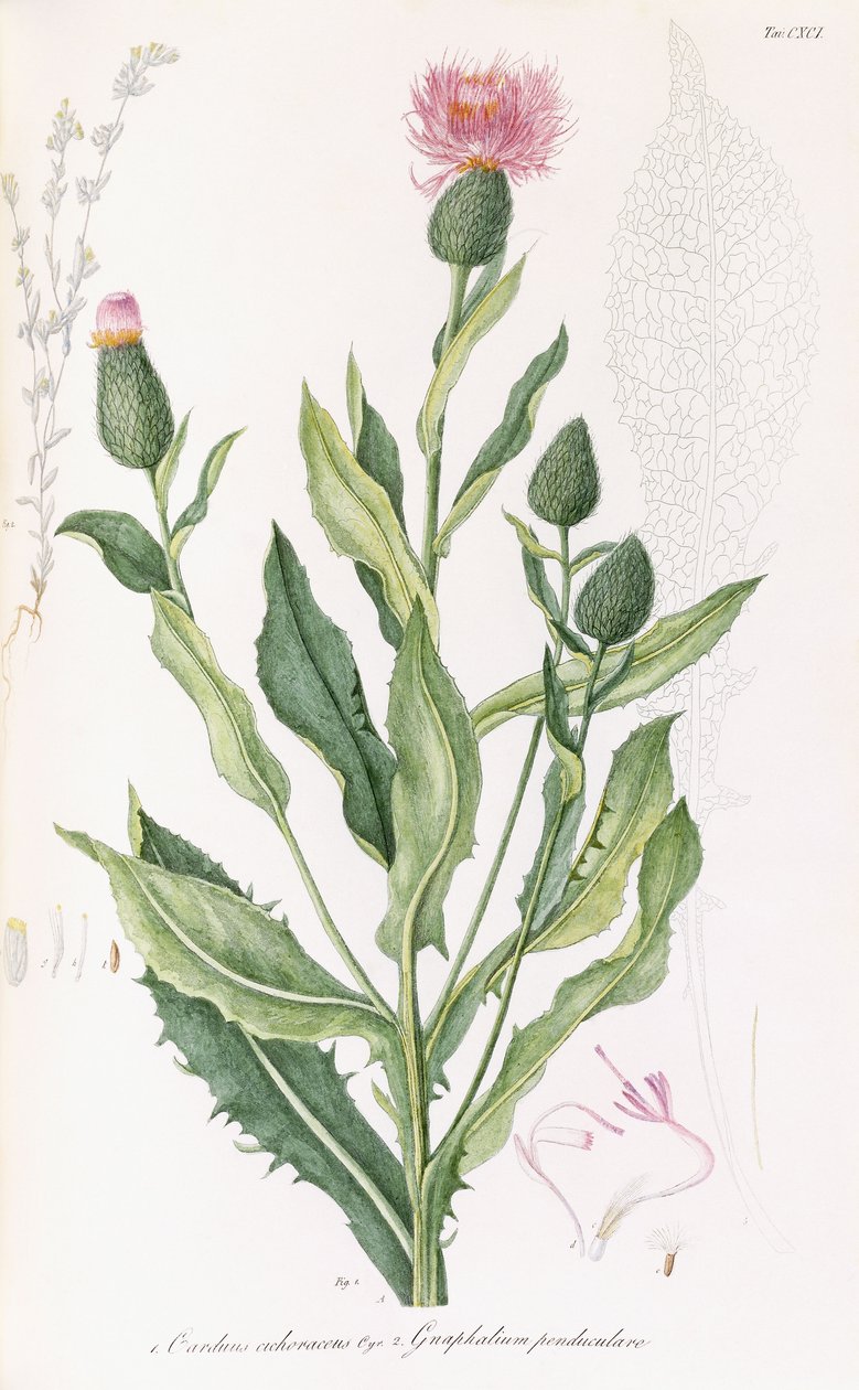 Cardus cichoraceus e Gnaphalium penduculare, 1811-1838 da Italian School