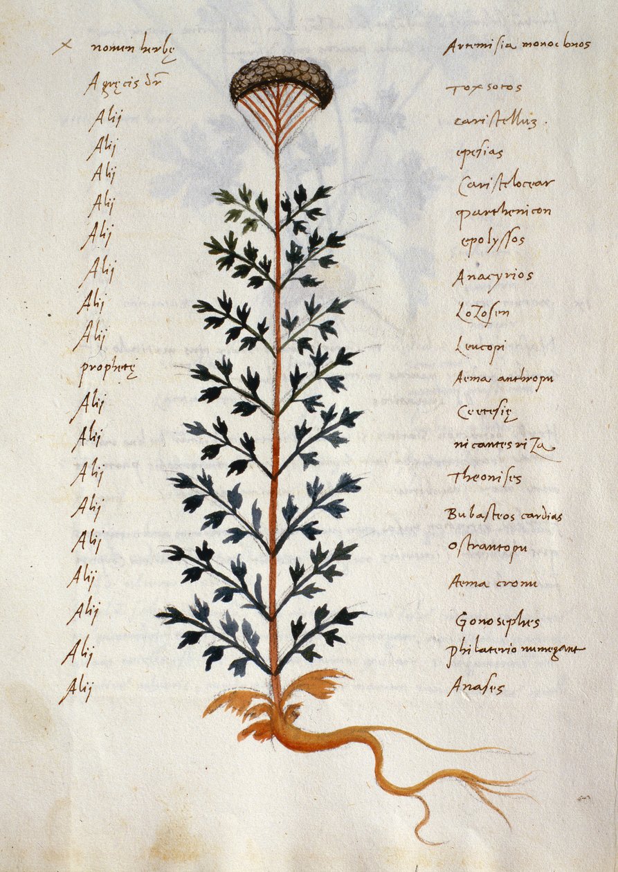 Cod. CCXXXVII Artemisia, pianta medicinale da un 