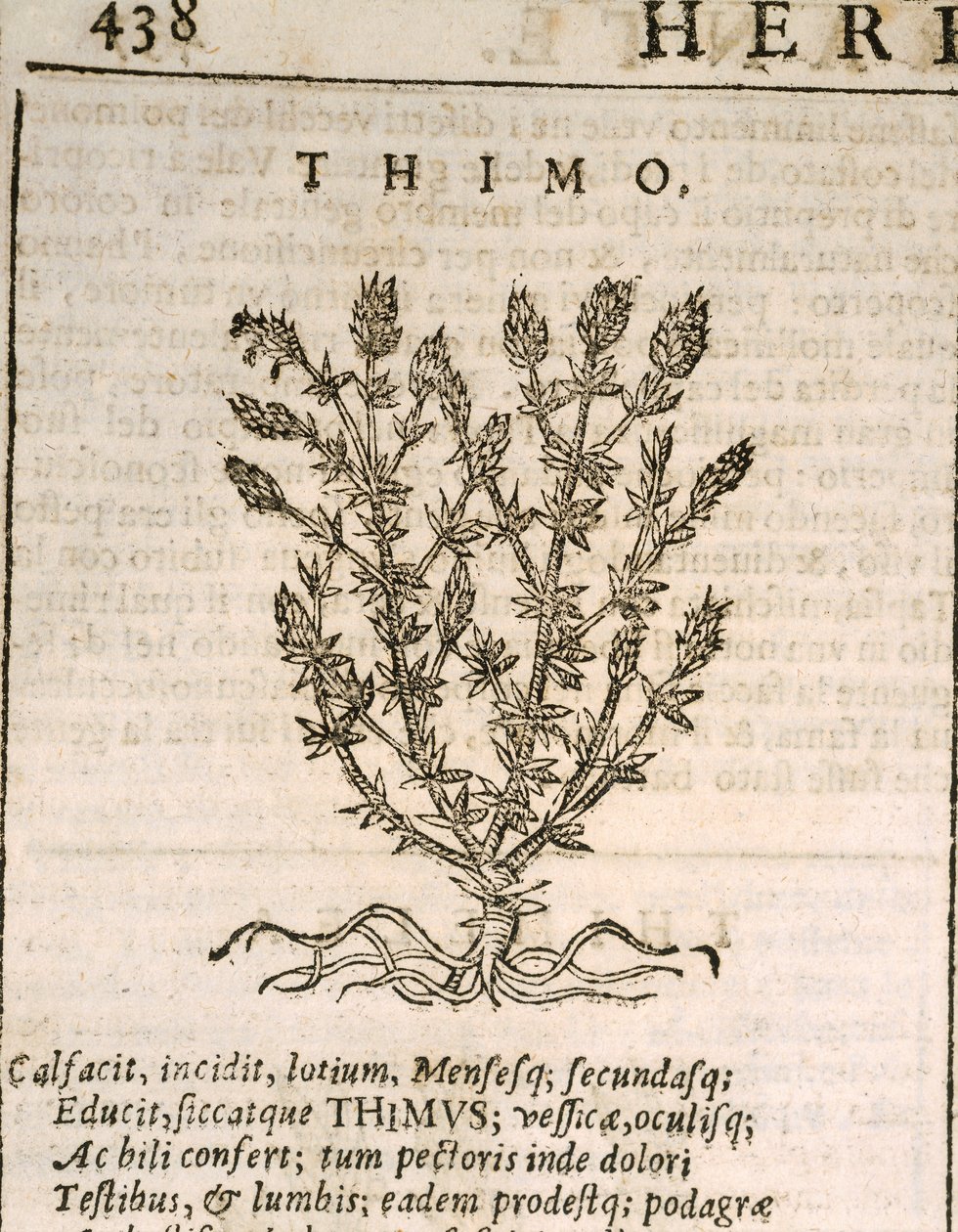 Timo comune (Thymus vulgaris), incisione di Castore Durante da Italian School