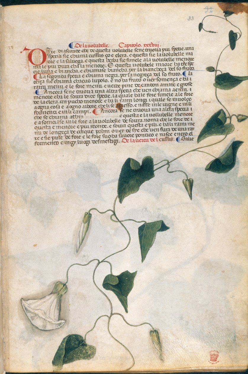 Pianta di convolvolo, illustrazione dal 