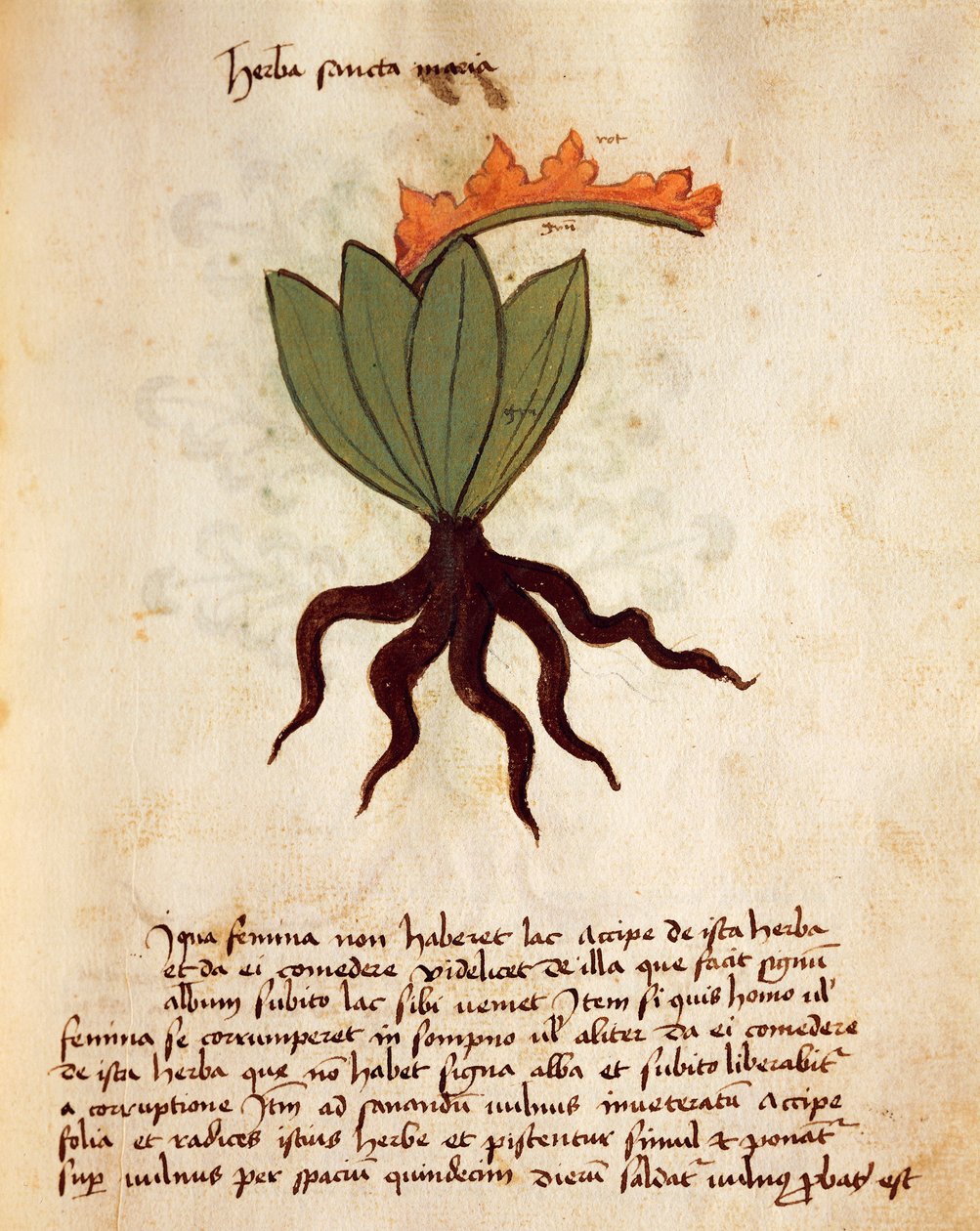 Erba balsamica (Tanacetum balsamita) da Italian School