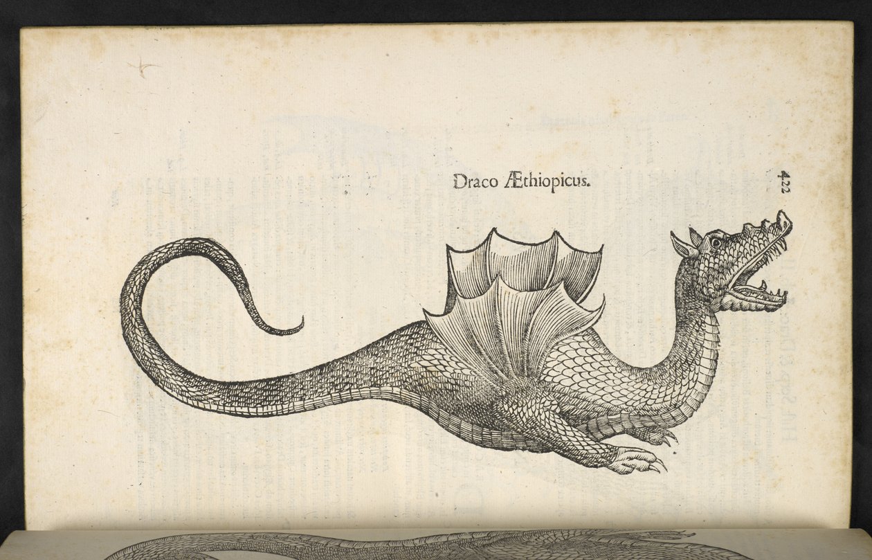 Drago etiope, 