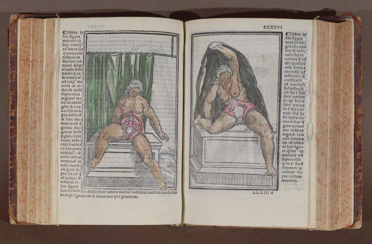 Anatomia femminile, da Commentaria cum amplissimis additionibus super anatomiam mundini, di Jacopo Berengario da Carpi (c.1460-c.1530) pubblicato a Bologna, 1521 (xilografia a colori) da Italian School