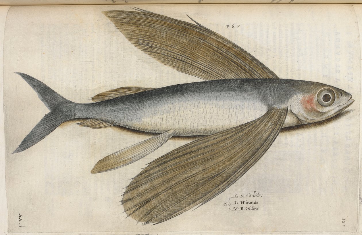 Pesce volante, illustrazione da 