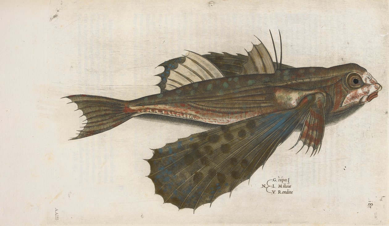 Pesce volante, illustrazione da 
