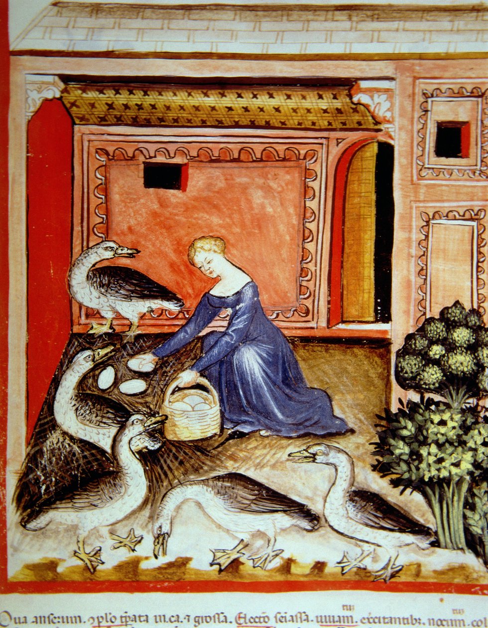 Allevamento di oche, illustrazione dal Tacuinum Sanitatis Codex Vindobonensis da Italian School