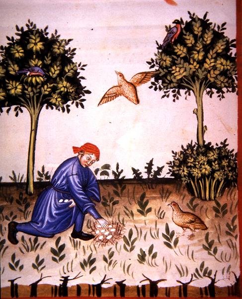 Fol.66v Raccolta di Uova di Pernice, illustrazione da 