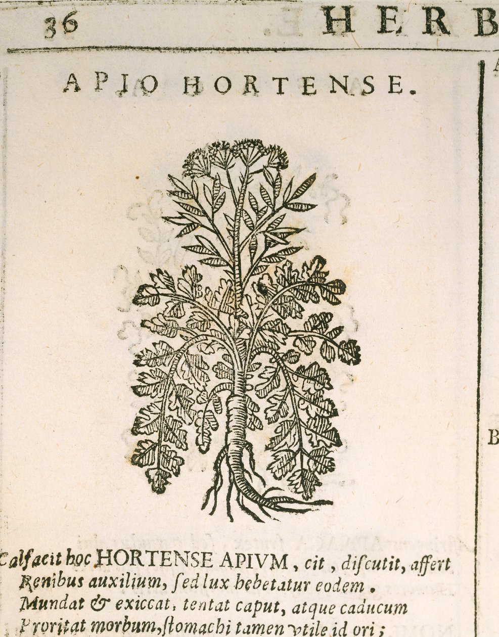 Prezzemolo (Petroselinum crispum), incisione di Castore Durante da Italian School
