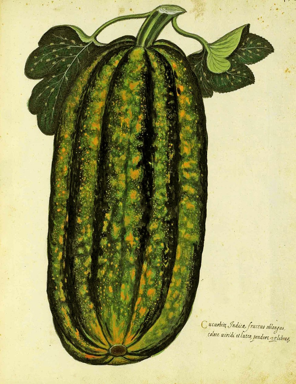 Zucca verde oblunga di Ulisse Aldrovandi, pubblicata in Piante Fiori Frutti da Italian School