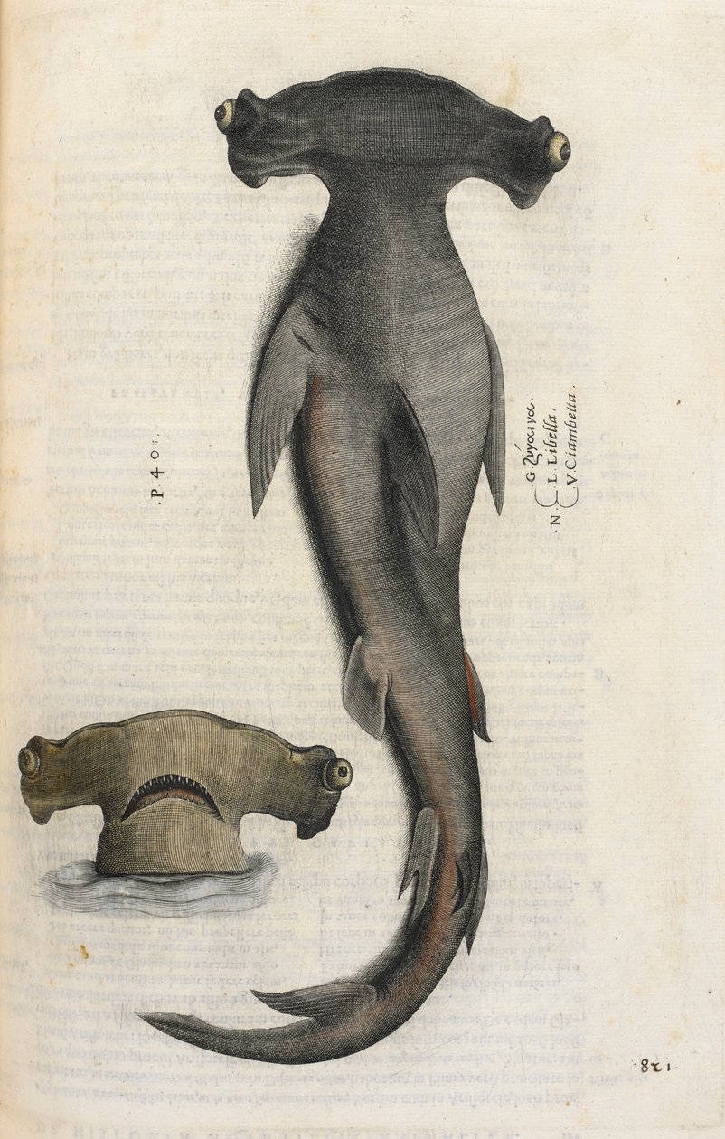 Squalo martello, illustrazione da 