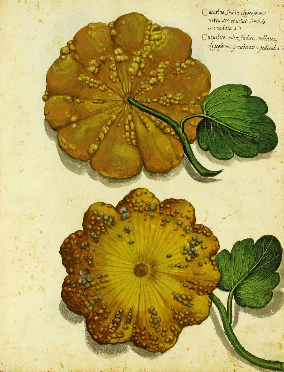 Zucca antica di Ulisse Aldrovandi da Italian School