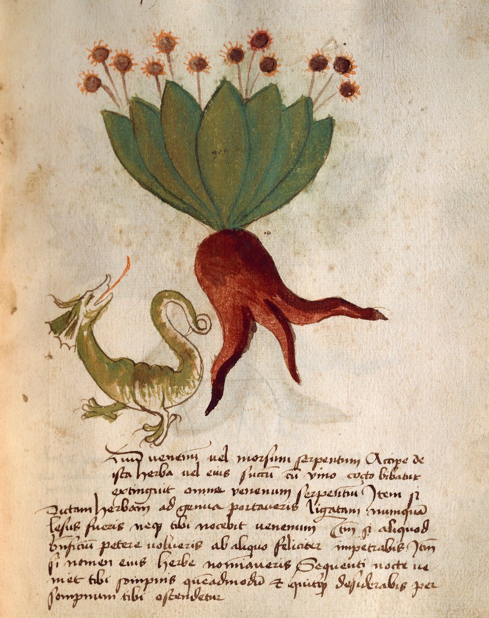 Herba Vermicularia da Italian School