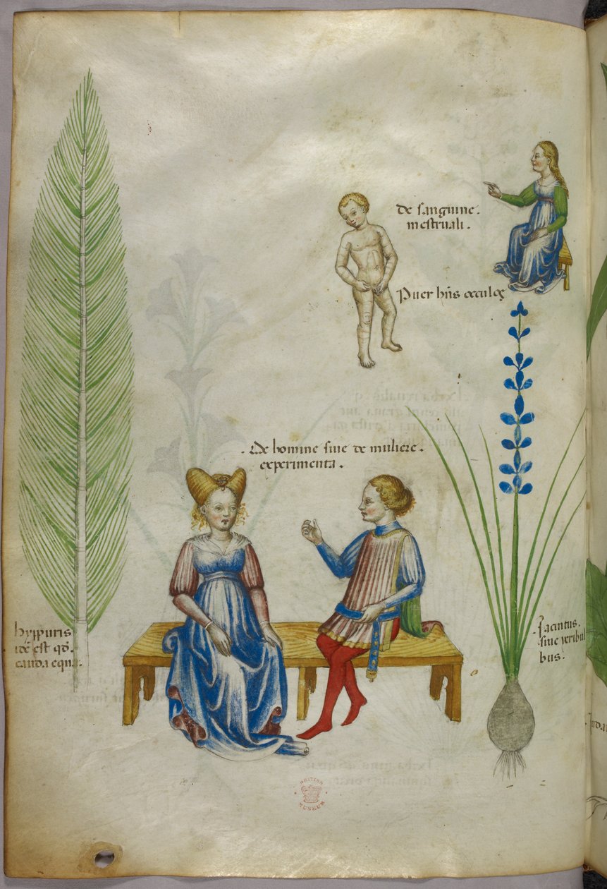 Illustrazione di equiseto [hyppuris] e iris [ jacintus]; figure che rappresentano aspetti della sessualità umana, 1440 circa (inchiostro e colore su pergamena) da Italian School