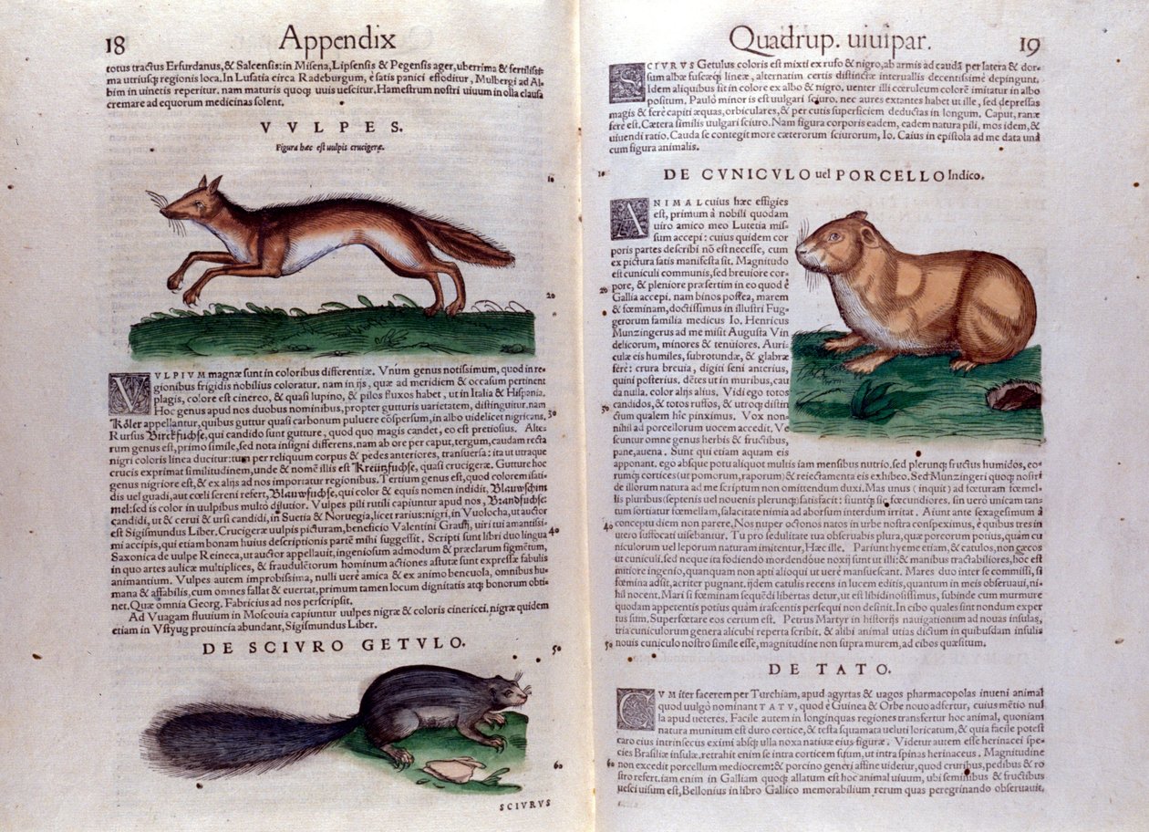 Illustrazioni da 