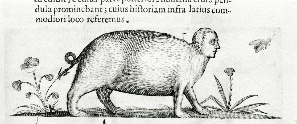 La manticora - in 
