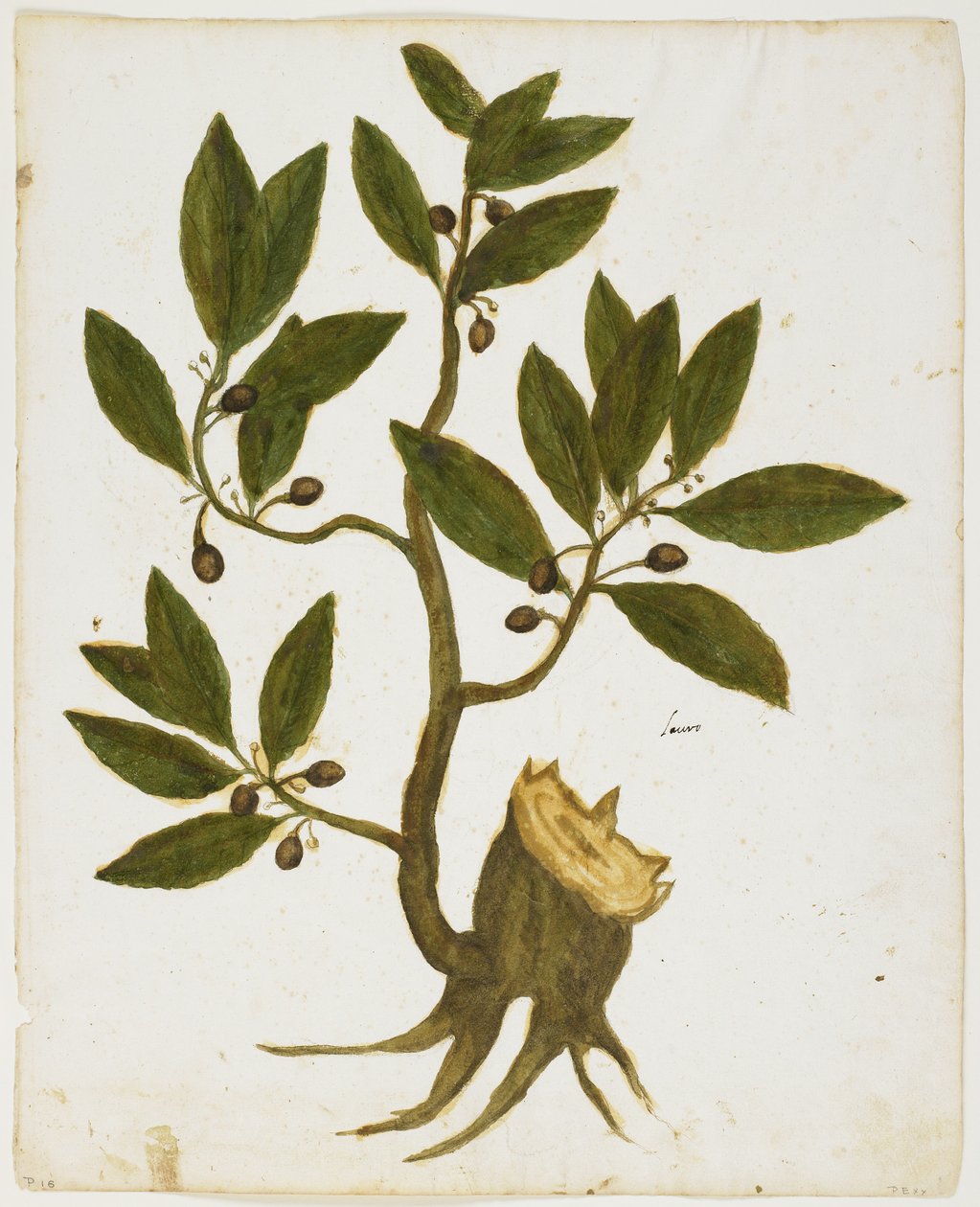 Laurus nobilis da Italian School