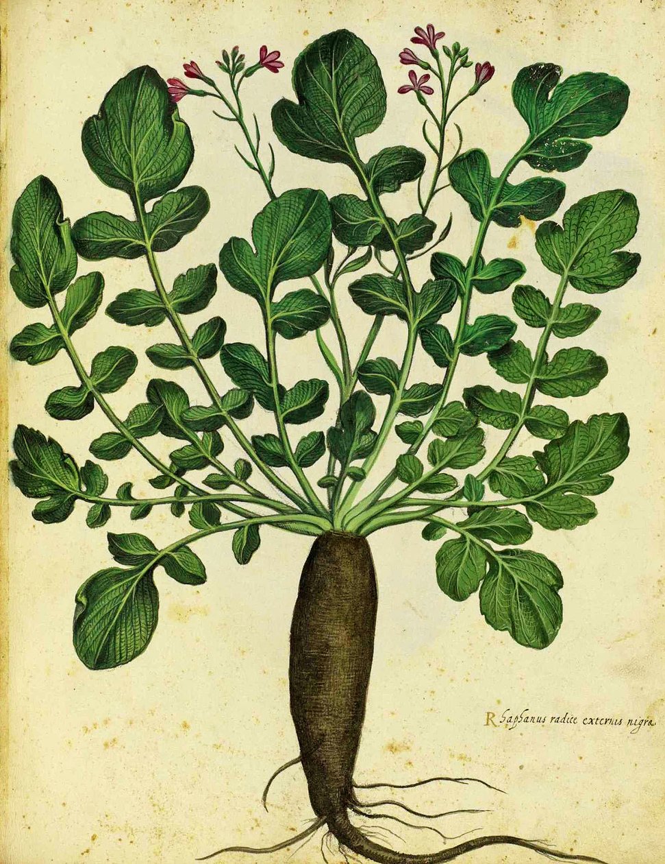 Ravanello nero lungo di Ulisse Aldrovandi da Italian School