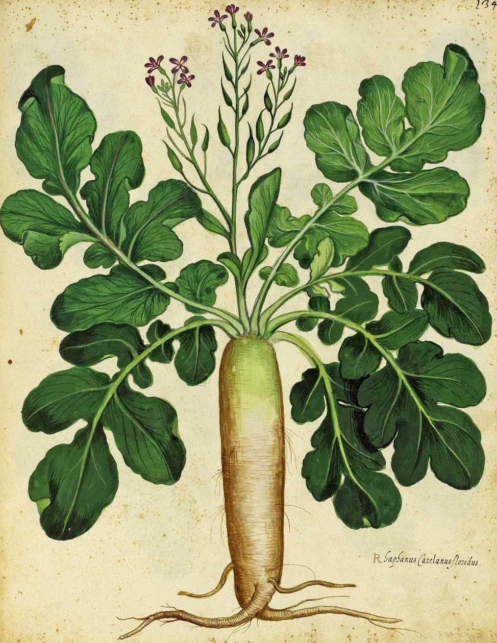 Ravanello bianco lungo di Ulisse Aldrovandi da Italian School