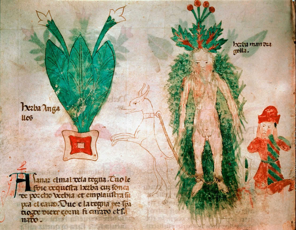 Piante medicinali: rappresentazione della mandragora, un cane legato alla radice permette di estrarla dal terreno, tavola tratta da un trattato di medicina del XIV secolo, Padova, biblioteca dell