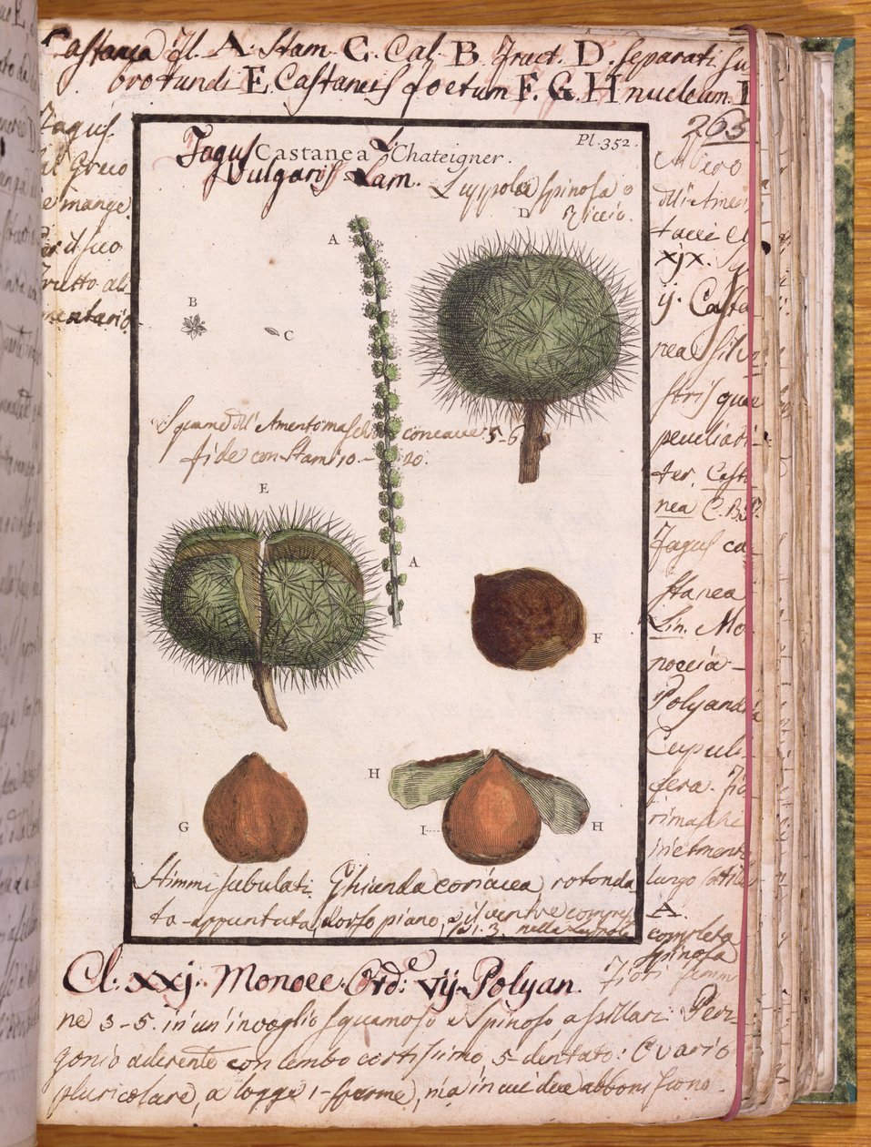 Ms 115 Castagno, da Dizionario di Botanica da Italian School