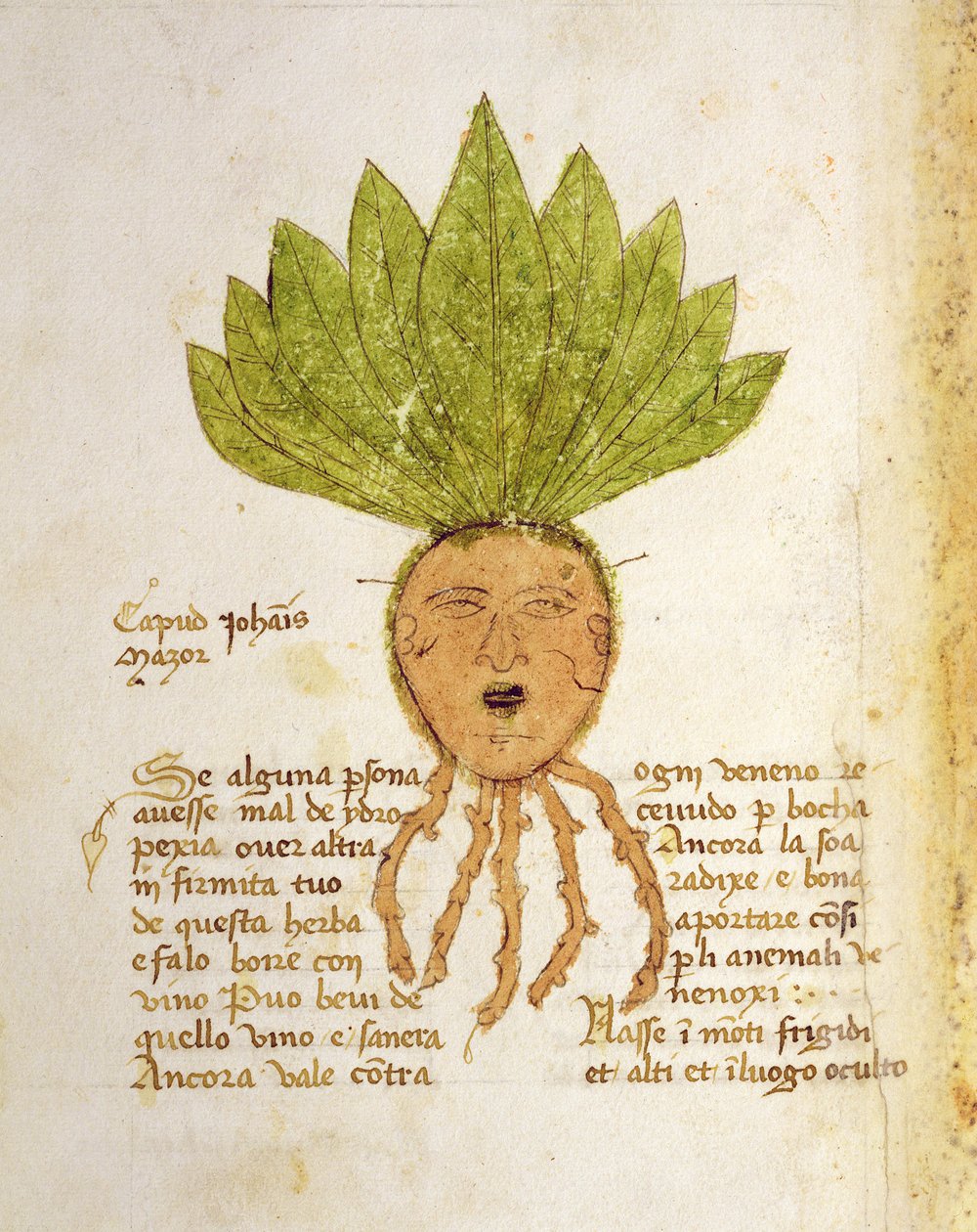 Ms 1591 Fol.18v. Herba Capud Johannis Mazor da Italian School