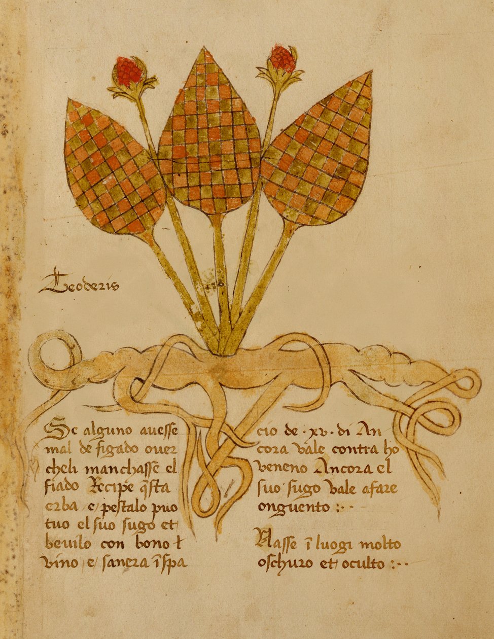 Ms 1591 Fol.19r Herba Teoderis da Italian School