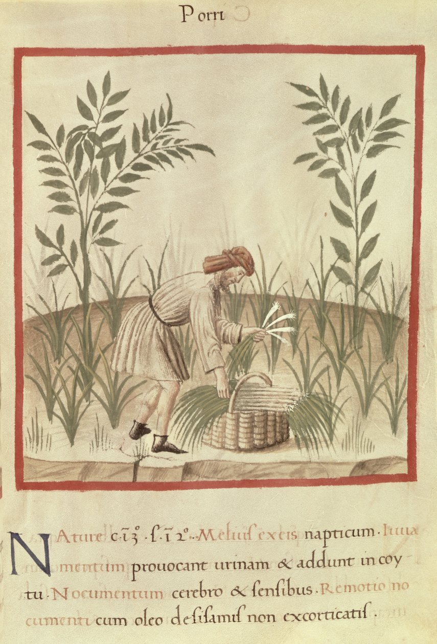 Ms 3054 f.22 Raccolta di porri, da 