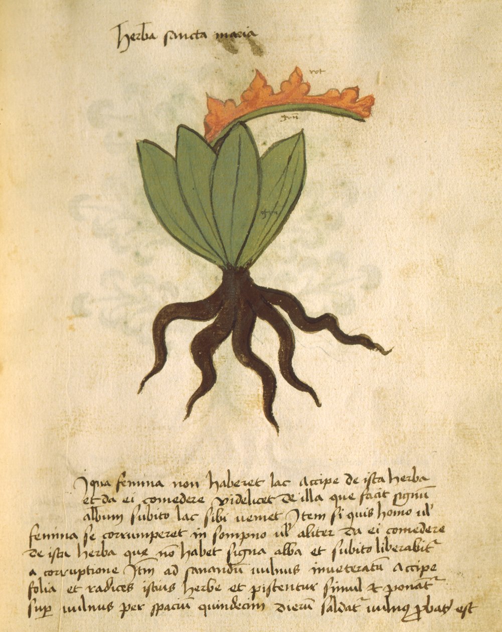 Ms 320 M Fol.28r Herba Santa Maria, da Liber Herbarius una cum rationibus conficiendi medicamenta di Orgione Rizzardo da Italian School