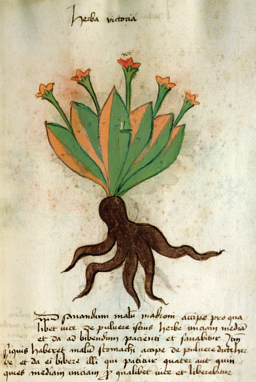 Ms 320 M Fol.34r Herba Victoria, da 