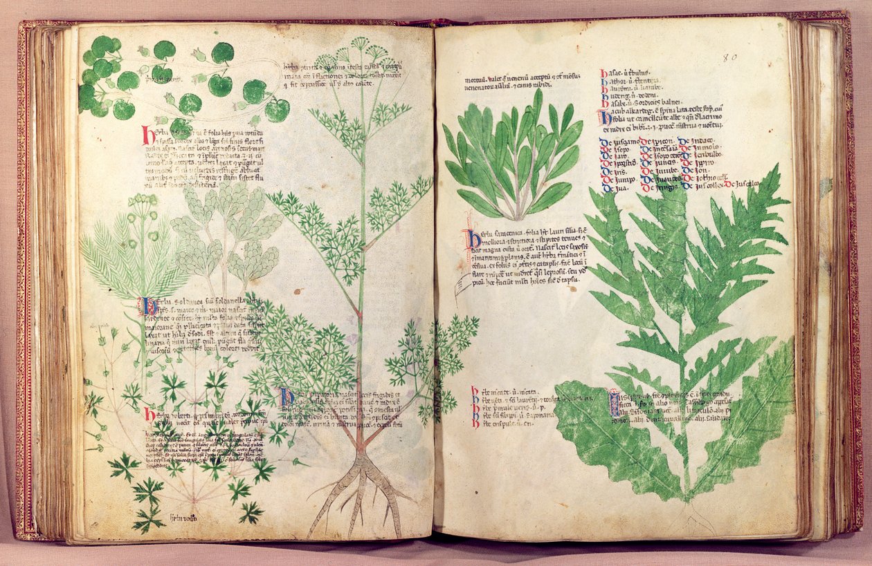 Piante da De Herbis di Manfredus de Monte Imperiali, c.1330-40 da Italian School