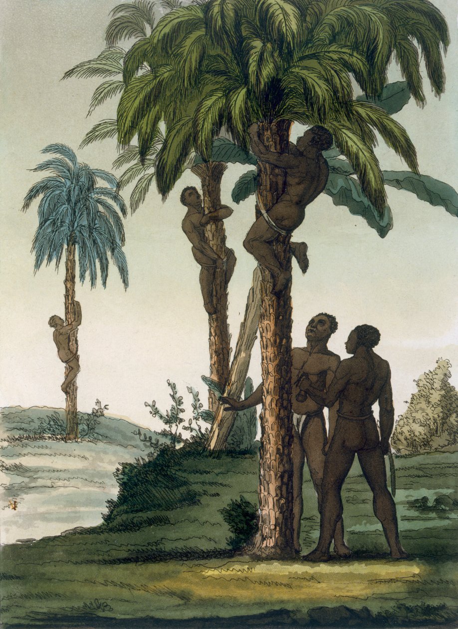 Indigeni scalano palme usando imbracature intorno ai fianchi, 1820-30 da Italian School