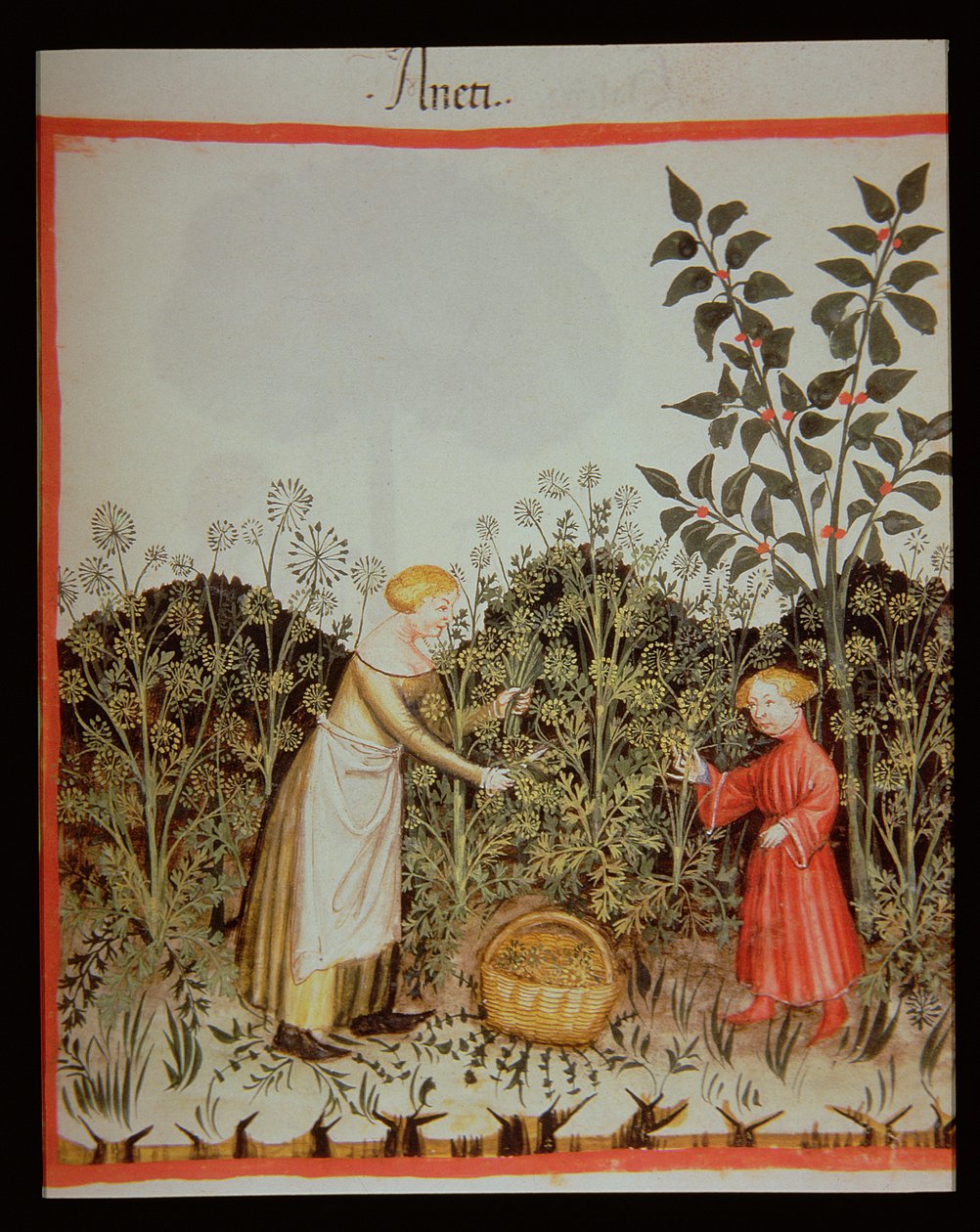 Nova 2644 f.32r Raccolta di aneto, Tacuinum Sanitatis Codex Vindobonensis da Italian School