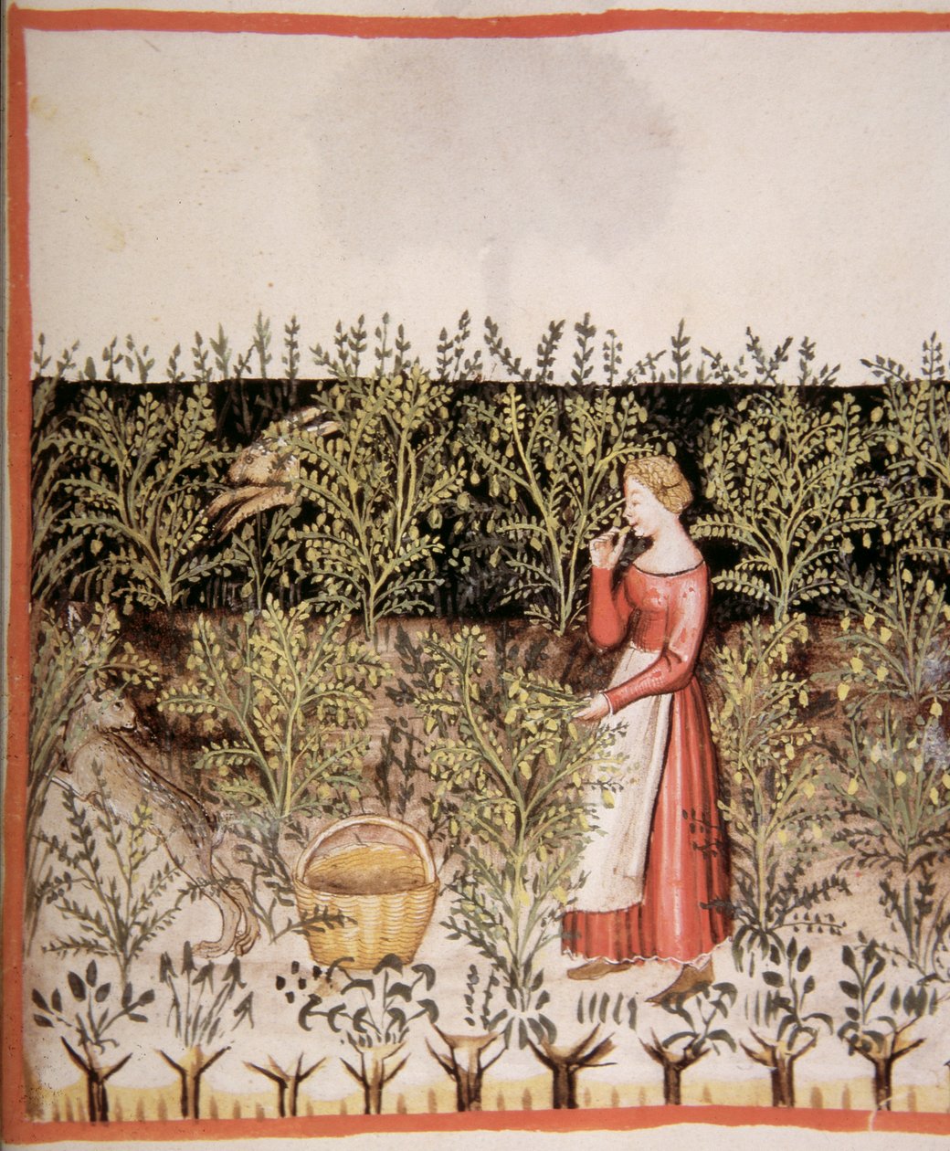 Nova 2644 fol.49 r Raccolta di ceci, Tacuinum Sanitatis Codex Vindobonensis da Italian School