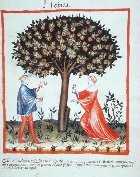 Raccolta di noci, da Tacuinum Sanitatis Codex Vindobonensis da Italian School