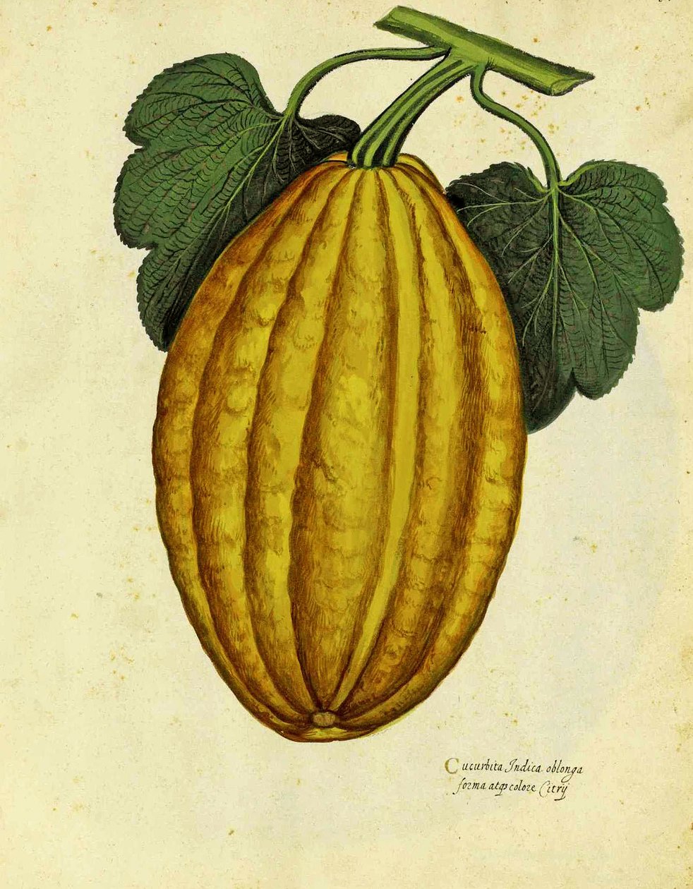 Zucca oblunga di Ulisse Aldrovandi da Italian School