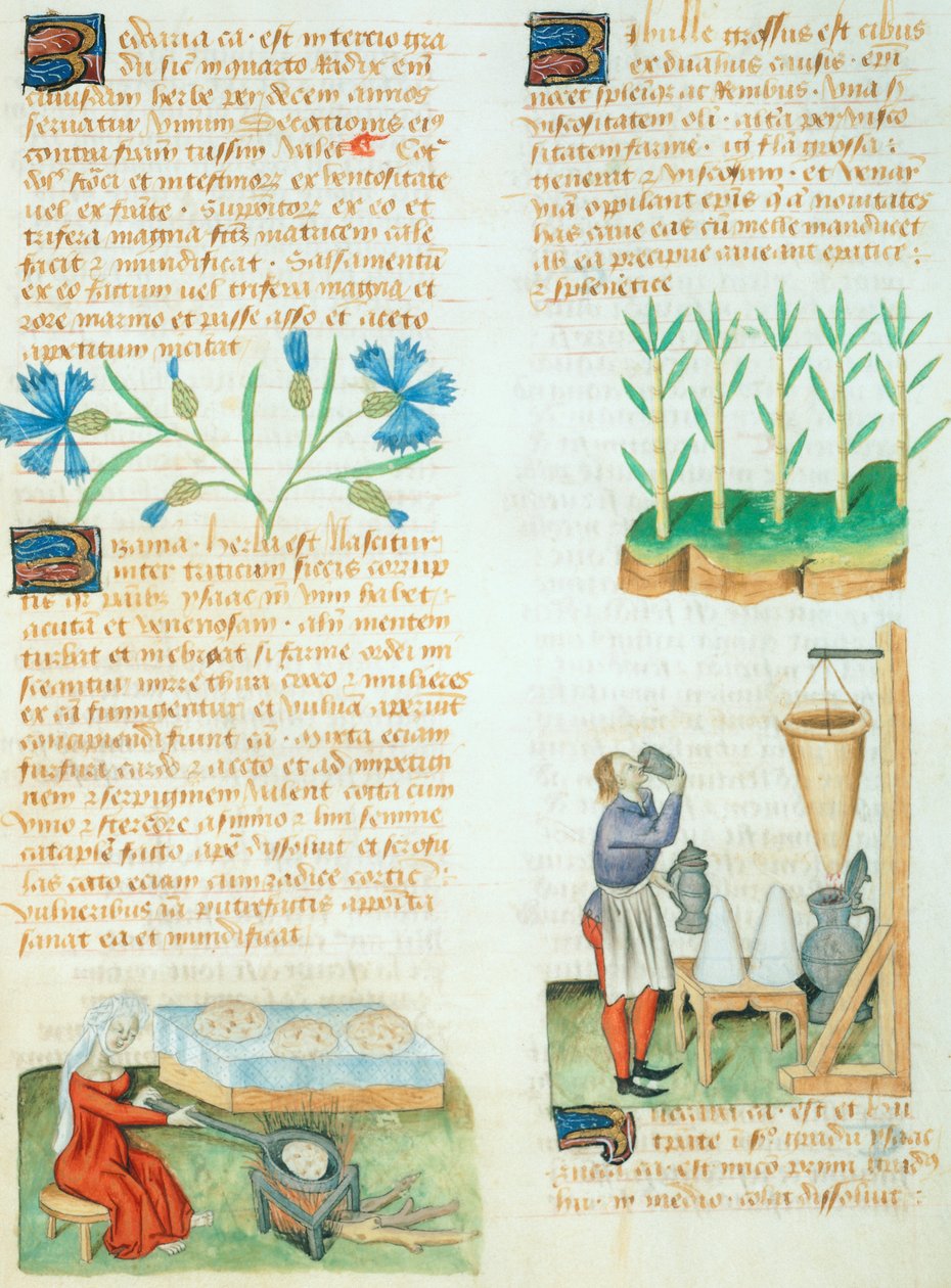 Pagina dal Tractatus de Herbis di Dioscoride Pedanio da Italian School