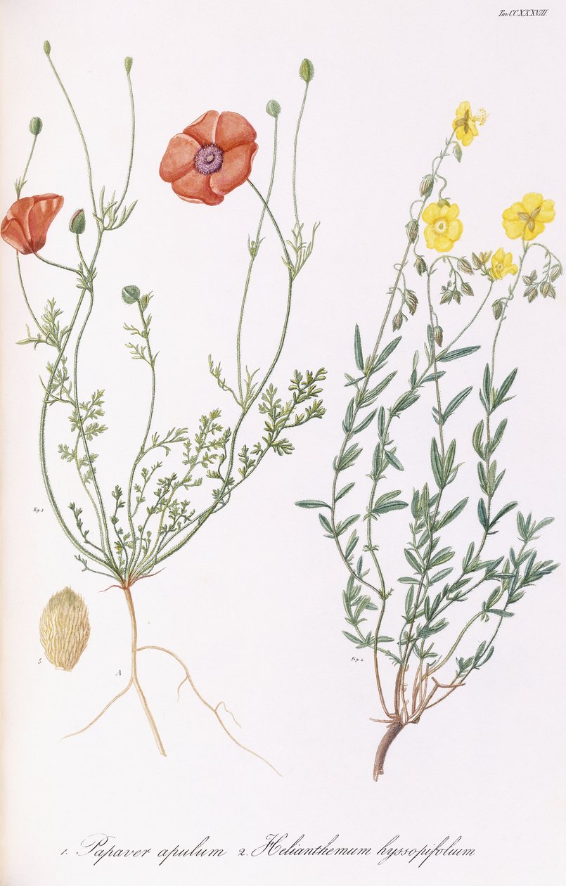 Papaver apulum e Helianthemum hyssopifolium, 1811-1838 da Italian School