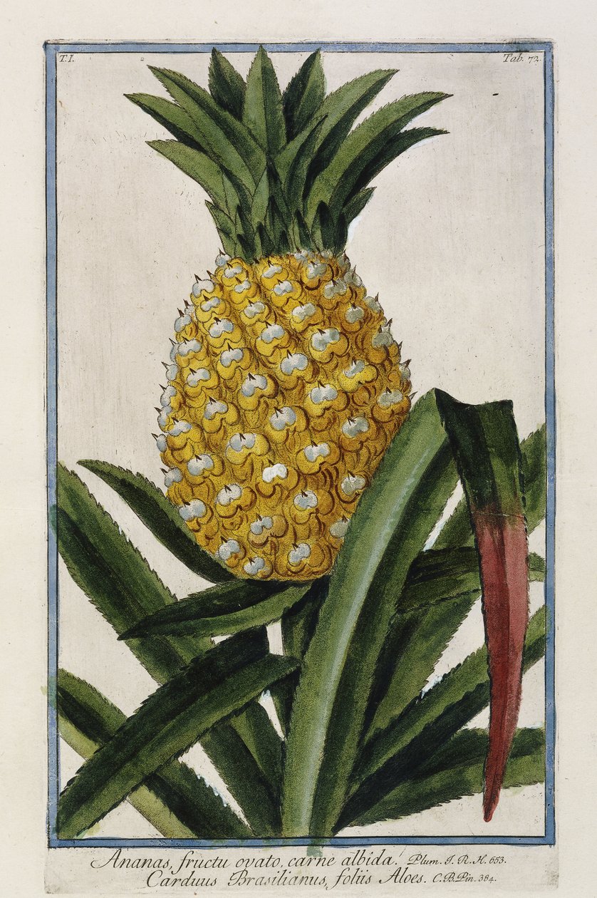 Ananas da Italian School