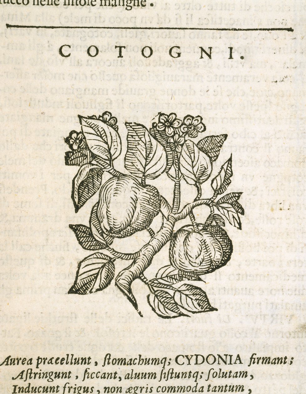 Cotogno (Cydonia oblonga), incisione di Castore Durante da Italian School