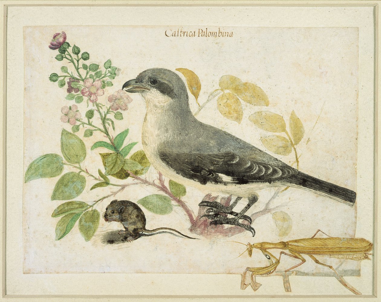 Averla e una mantide religiosa (per il Museo della Carta di Cassiano dal Pozzo) da Italian School