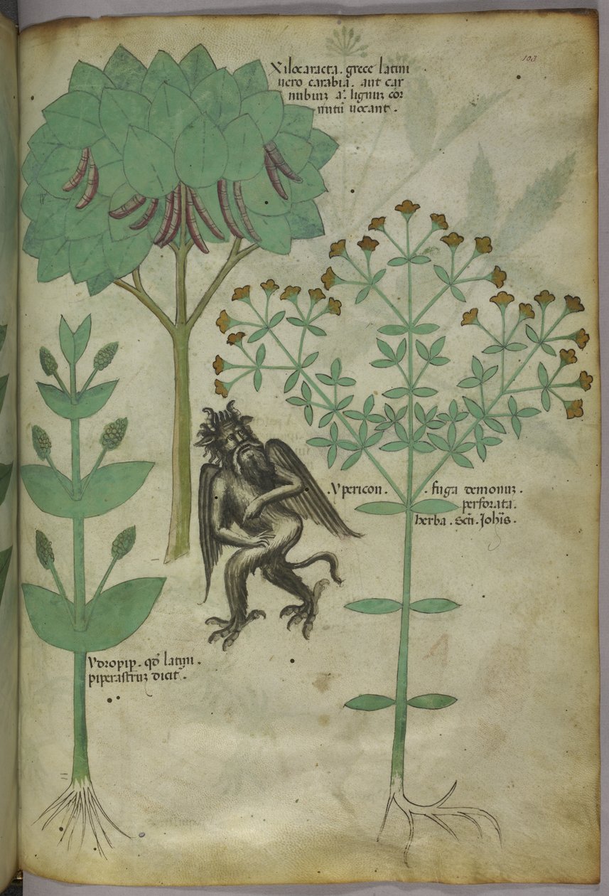 Sloane 4016 f.103 Miniatura di piante e un demone: l