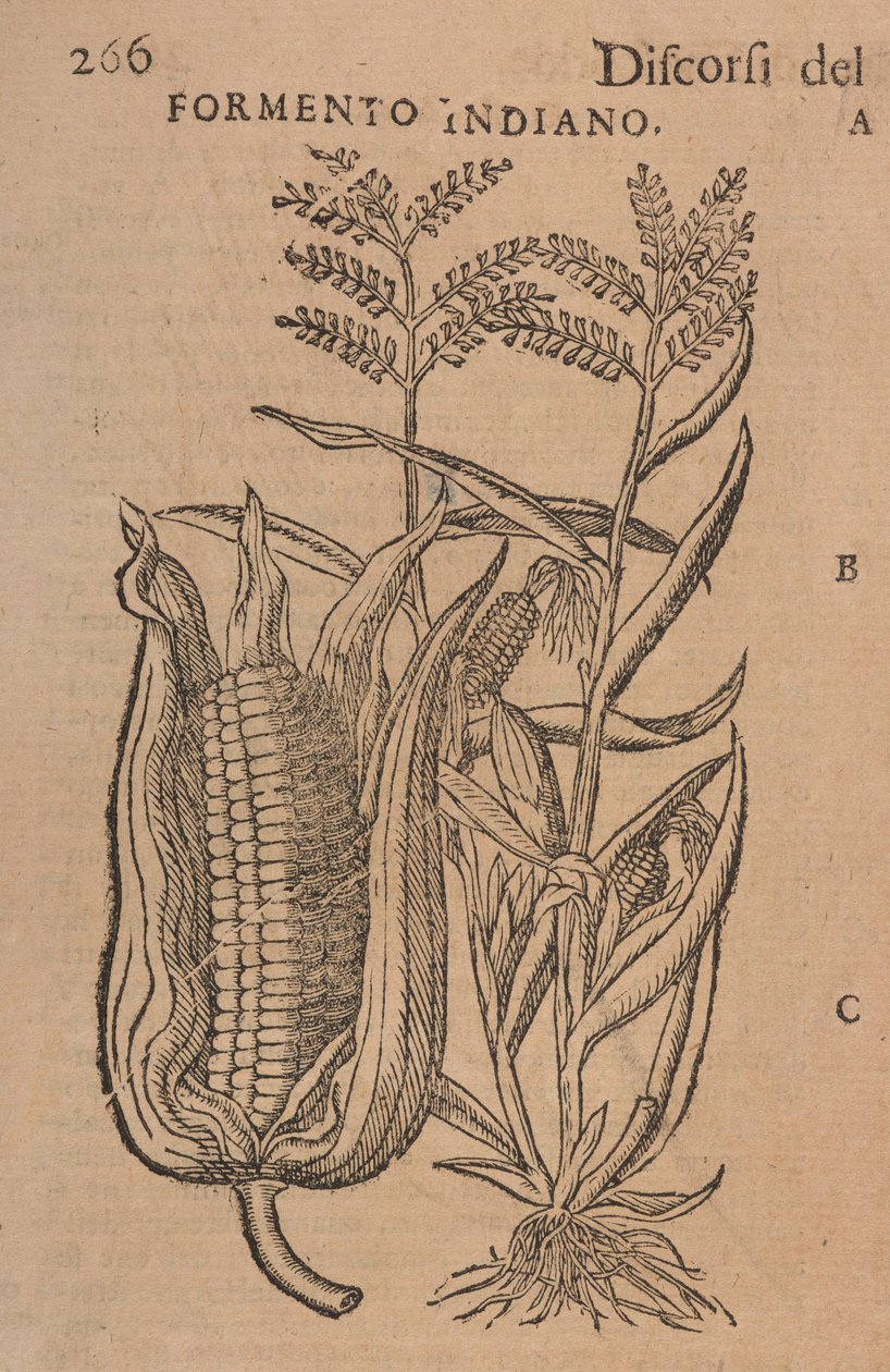 Discorsi di M. P. A. Matthioli, corretti e aumentati. Con figure disegnate da piante e animali naturali e viventi, in numero molto maggiore rispetto agli altri stampati successivamente, p.266 da Italian School