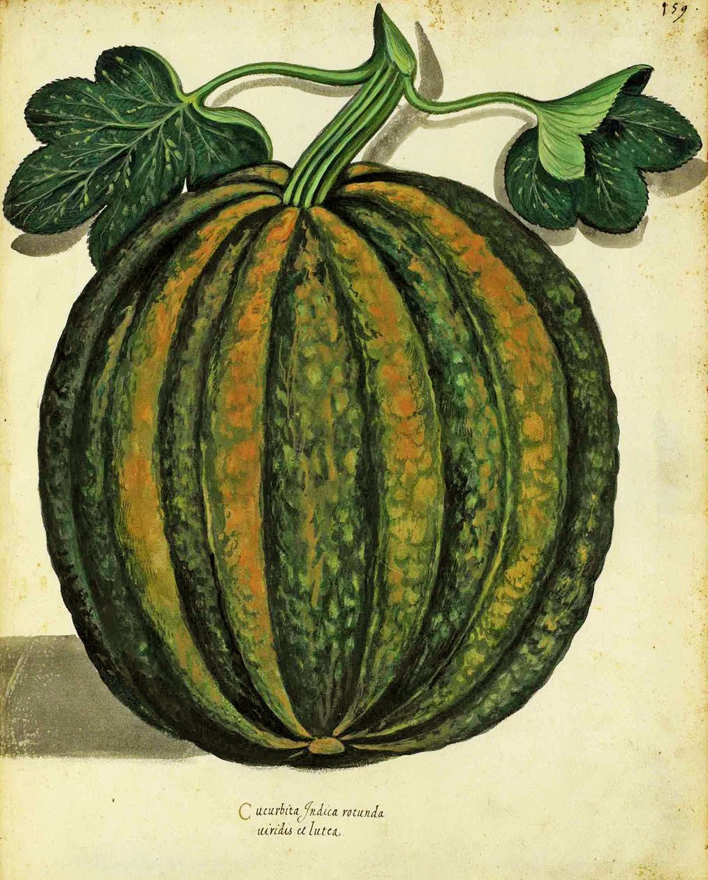 Zucca di Ulisse Aldrovandi, pubblicata in Piante Fiori Frutti da Italian School