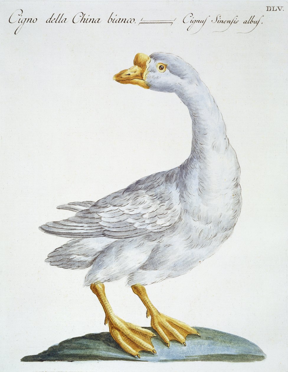 Cigno da Italian School